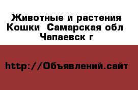 Животные и растения Кошки. Самарская обл.,Чапаевск г.